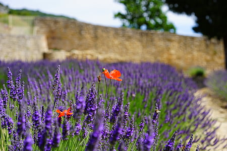 purple petaled flower lot thumbnail
