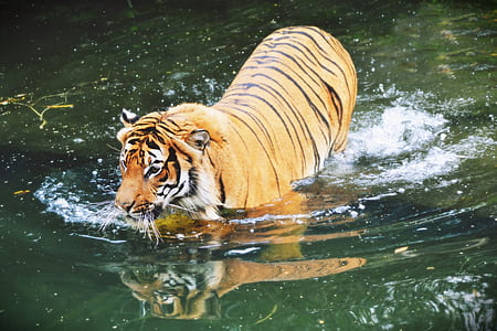 brown and black tiger in body of water thumbnail