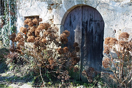 flowers beside door thumbnail