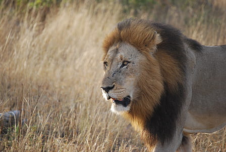 lion on grass field thumbnail
