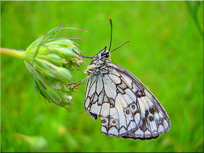 gray and black butterfly on green flower thumbnail