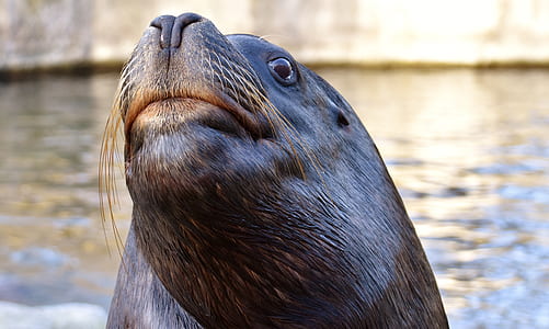 closeup photo of seal thumbnail