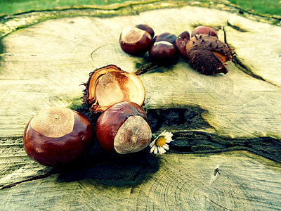 round brown fruit thumbnail