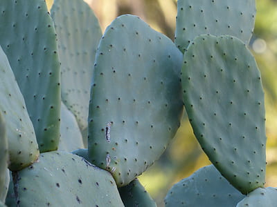 green cactos thumbnail