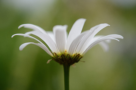 shallow focus photography of white flower thumbnail
