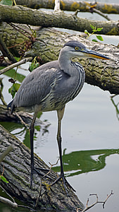 Grey Heron, Juvenile Grey Heron thumbnail