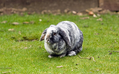 gray and white rabbit outdoors thumbnail