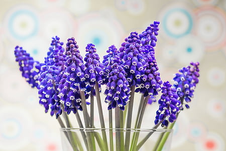 purple petaled flower thumbnail