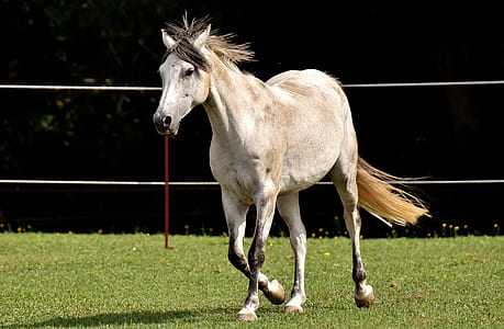 white horse on green grass field thumbnail