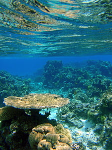 underwater photography of corals thumbnail