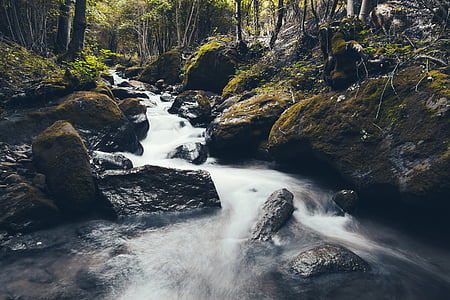 river in forest during daylight thumbnail