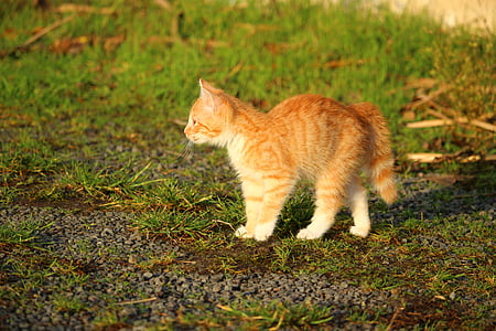orange tabby kitten on thumbnail