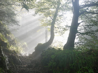 Silhouette of Trees on Forest thumbnail