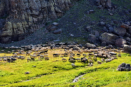 herd of animal on green grass field during daytime thumbnail