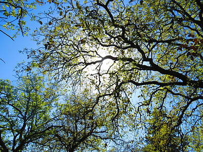 worm's eye view photography of tree thumbnail