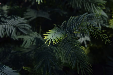 selective focus photo of green leaf plants thumbnail