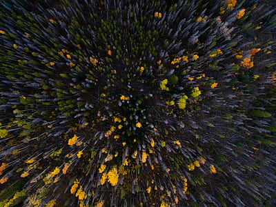 top view of green and yellow leafed forests thumbnail