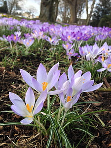 purple petaled flower thumbnail