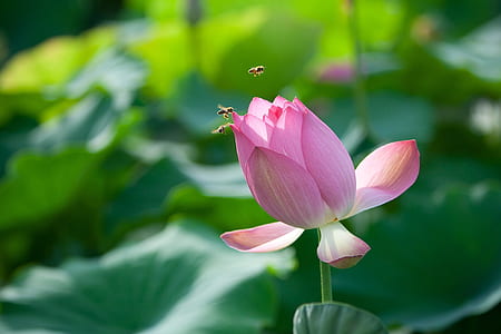 macro photo photo of pink lotus thumbnail
