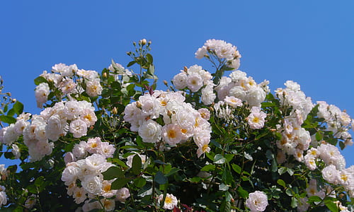 green leafed plant with white flowers thumbnail