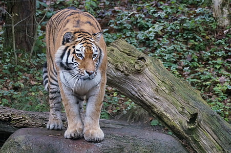 tiger near tree truck during daytime thumbnail