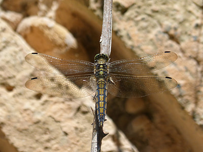 Dragonfly, Selysiothemis Nigra thumbnail