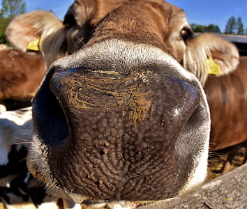 brown cow in macro lens photography thumbnail