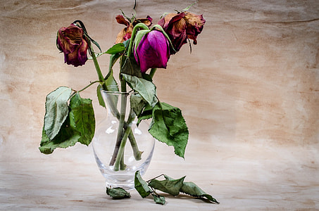 dying red and purple flowers in clear glass vase thumbnail