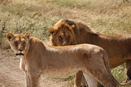 lion and lioness standing on ground thumbnail