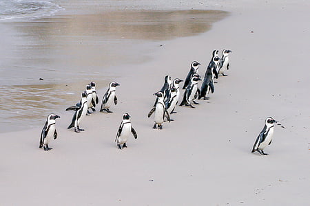 flock of penguins on seashore thumbnail