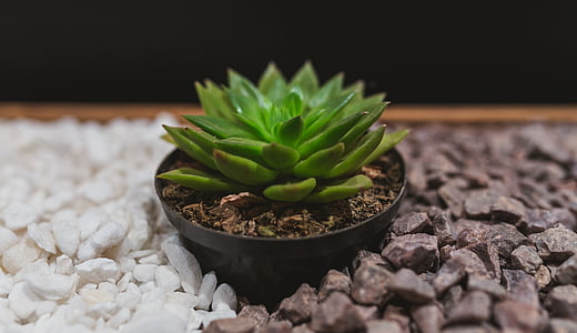 green succulent plant thumbnail
