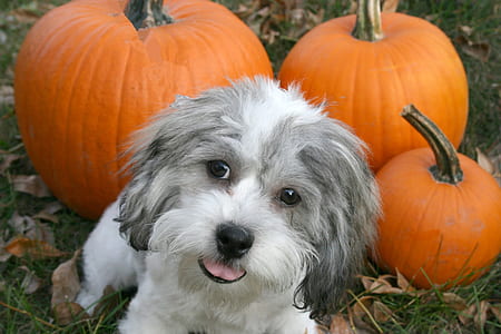 fawn shih tzu puppy near the Jack-O'-Lantern thumbnail
