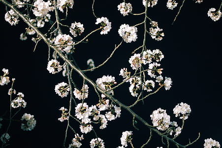 white flowers thumbnail