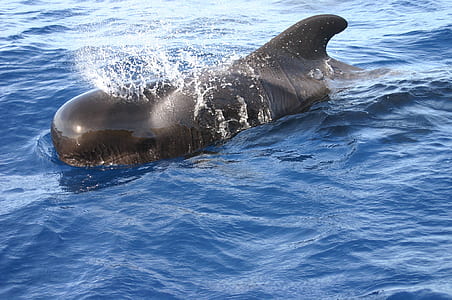 dolphin on body of water thumbnail
