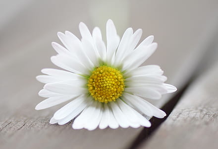 yellow marguerite daisy flower on board thumbnail
