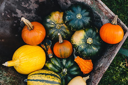 Variety of Pumpkins thumbnail