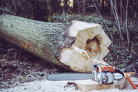 white and orange Stihl gas chainsaw beside tree trunk thumbnail