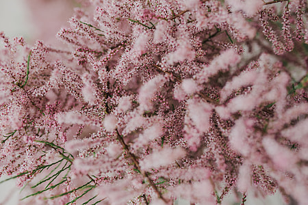 Tree bloom in early Spring thumbnail