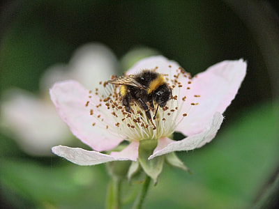 close-up photography of bee on top of pink petaled flowers thumbnail