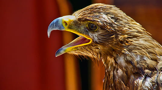 brown bird opening mouth thumbnail