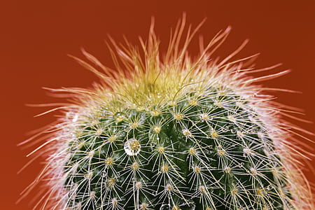 close-up photography of green cactus thumbnail