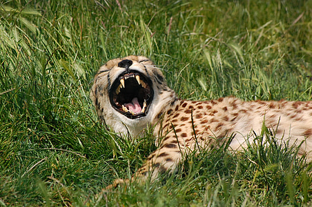 brown and black leopard lying down on grass field thumbnail