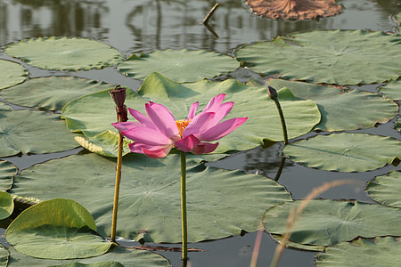 Lotus, He Tang thumbnail