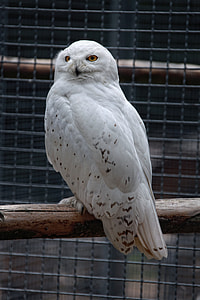 white and brown owl on brown wooden branch inside pet cage thumbnail