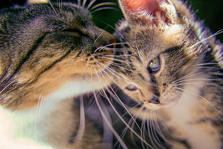 shallow photography of two gray Tabby kittens during daytime thumbnail