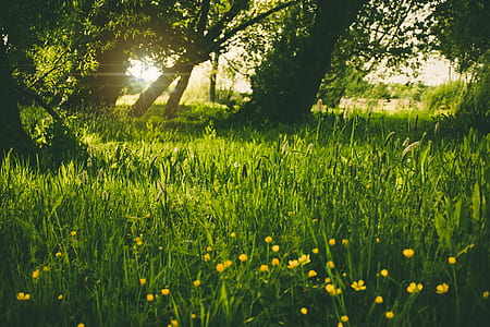 yellow flower field with trees at daytime thumbnail