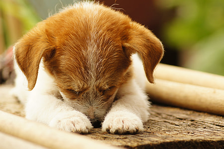 tan and white Jack Russel terrier puppy thumbnail