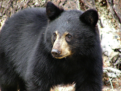 photo of grizzly bear thumbnail