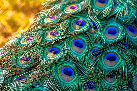green-and-blue peacock feathers thumbnail