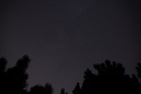 silhouette of trees under starry sky at night thumbnail